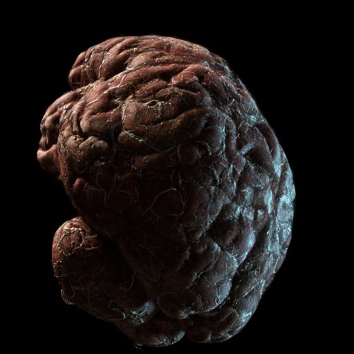 Brain micro-CT scene with proxy-mesh occlusion culling