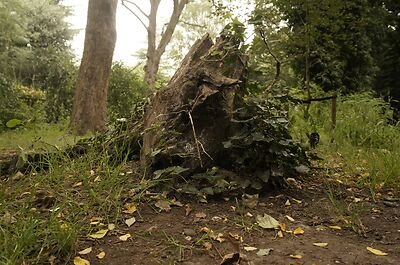 Stump rendered in the browser from the baked texture atlas